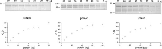 Protein dependence of ENaC signals. Each lane of a Western blot was loaded with a different amount of total protein from the lysate of rat kidney cortex. Signals from αENaC (A), βENaC (B), and γENaC (C) are plotted as a function of loaded protein. Source data are available for this figure: SourceData FS1.
