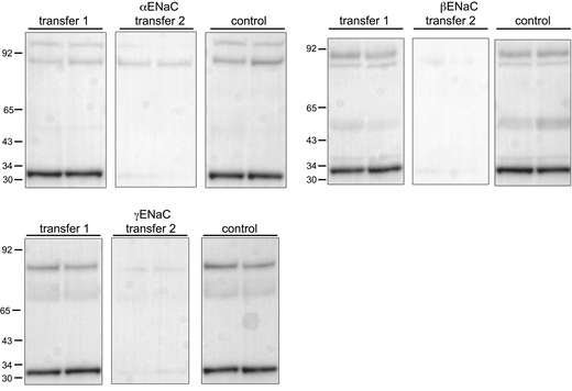 Transfer efficiency of ENaC protein and calibration peptides. Lanes of gels were loaded with 60 μg of lysate from rat kidney cortex together with 4 ng of calibration peptides in two sets of two samples from different animals. The contents of half the gels were transferred electrophoretically to filters. The same half was then retransferred to a second filter together with the remaining half that served as a positive control. For β and γENaC, no significant signals were observed for the second transfer. For αENaC, the second transfer contained 27% of the total material in the first + second transfers. Source data are available for this figure: SourceData FS2. Refer to the image caption for details.