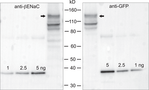 Calibrated Western blot of GFP added to the N-terminal of full-length βENaC. The construct was expressed in HEK293 cells. 5 μl of cell lysate were loaded onto two adjacent lanes of a gel, together with indicated amounts of the βENaC calibration peptide. Gels were cut in half and stained with anti-βENaC (left) or anti-GFP (right). The ratio of copy numbers estimated with anti-βENaC and anti-GFP in this blot was 1.5. In three similar blots from three different transfections the mean (± SD) ratio was 1.4 ± 0.6. Source data are available for this figure: SourceData FS3. Refer to the image caption for details.
