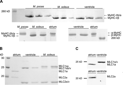SDS-PAGE and Western blot analyses of native tissue purified ventricular and M. soleus myosin heavy and light chain composition. (A) 8% (top) and 6.5% (bottom) SDS-PAGE analyses of MyHCs in ventricular and M. soleus myosin. Rabbit M. psoas myosin containing mainly MyHC-IIb and atrial myosin containing both α- and β-MyHC served as references. No α-MyHC could be detected in myosin purified from ventricular tissue, while M. soleus myosin contained traces of MyHC-IIa (faint upper band). (B) 15% SDS-PAGE analysis of MLCs in atrial, ventricular, and M. soleus myosin preparations. Atrial myosin contained the ELC MLC1a and RLC MLC2a, while ventricular myosin contained ELC MLC1sb/v and RLC MLC2s/v. In addition to the latter two light chains, M. soleus myosin contained the ∼0.7 kD larger ELC MLC1sa. (C) Western blot analysis of MLCs in atrial and ventricular myosin preparations. Both atrial and ventricular ELCs MLC1a and MLC1s/v were immunolabeled by the antibody anti-MYL4 (top), and no signal of MLC1a was detected in ventricular myosin preparations. The atrial RLC (MLC2a) was labeled with an MLC2a specific antibody (bottom) and was absent in ventricular myosin samples. Source data are available for this figure: SourceData F3. Refer to the image caption for details.