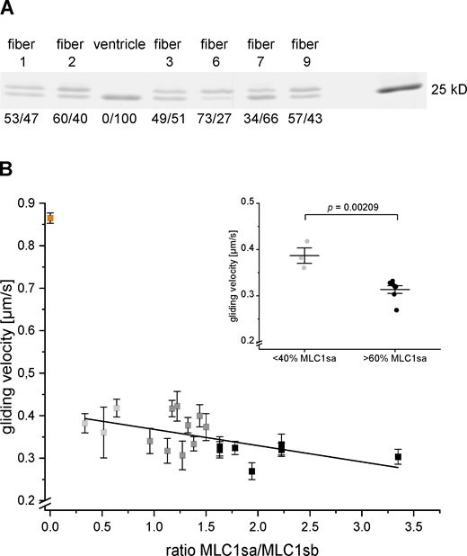 MLC composition and actin filament gliding velocity of myosin extracted from individual type-I M. soleus fibers. (A) Example of MLC SDS-PAGE analysis of individual type-I M. soleus fibers. For each fiber, the respective relative content of MLC1sa (upper band) versus MLC1sb/v (lower band) was determined by densitometric analysis of the SyproRuby-stained 15% SDS-PAGE gel. Note that all tested M. soleus fibers contained both ELC isoforms; the majority showed a higher content of MLC1sa, which was not detected in the control ventricular myosin. (B) Mean actin gliding velocity of 19 individual M. soleus fibers as a function of the ELC MLC1sa/MLC1sb/v ratio. A decrease of actin gliding velocity with increasing MLC1sa/MLC1sb/v ratio is reflected by a linear regression to the velocity data with a slope of −0.0383 ± 0.007 (black line). Inset: On a BSA-coated assay chamber surface myosin extracted from individual type-I M. soleus fibers with a lower MLC1sa/MLC1sb ratio (<40% MLC1sa) moved actin filaments with 0.387 µm/s (±0. 014 µm/s SE, n = 3 muscle fibers representing light grey squares in large plot). Actin gliding on myosin prepared from M. soleus fibers containing >60% MLC1sa was significantly slower (0.314 ± 0.008 µm/s SE, n = 7 representing black squares in large plot, T = 23°C). Data points represent mean gliding velocities of individual muscle fibers, while bars represent mean values ± SE. Source data are available for this figure: SourceData F5.