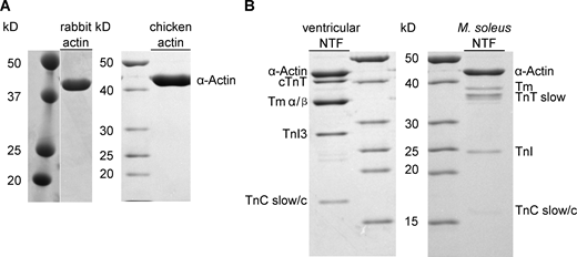 SDS-PAGE analyses of actin and muscle thin filament preparations. (A) Rabbit back muscle actin (#1610374; Colormarker Biorad, Precision Plus Protein Dual Color Standard) and chicken actin preparations (#26614; Thermo Fisher Scientific, PageRuler Unstained Protein Ladder). (B) Ventricular (left) and M. soleus (right) muscle native thin filament composition. Source data are available for this figure: SourceData FS3.