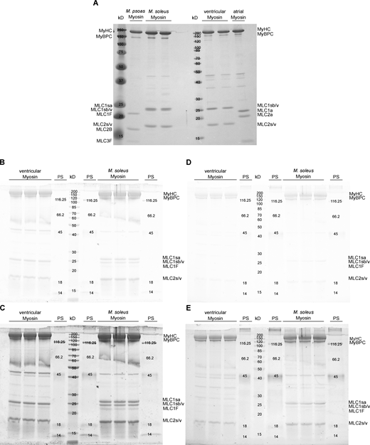 Electrophoretic analysis of MLC composition and phosphorylation. (A–C) Imperial protein stain (Thermo Fisher Scientific) SDS-PAGE of the MLCs of skeletal M. psoas and M. soleus, as well as cardiac ventricular and atrial tissue, (B) SyproRuby, PS = PeppermintStick, and (C) SyproRuby color corrected (−25 contrast, 0.22 gamma correction), (D) ProQ, and (E) ProQ color corrected (−25 contrast, 0.22 gamma correction). Protein bands representing the RLCs are found at a molecular weight of ∼19 kD. Source data are available for this figure: SourceData FS5. Refer to the image caption for details.