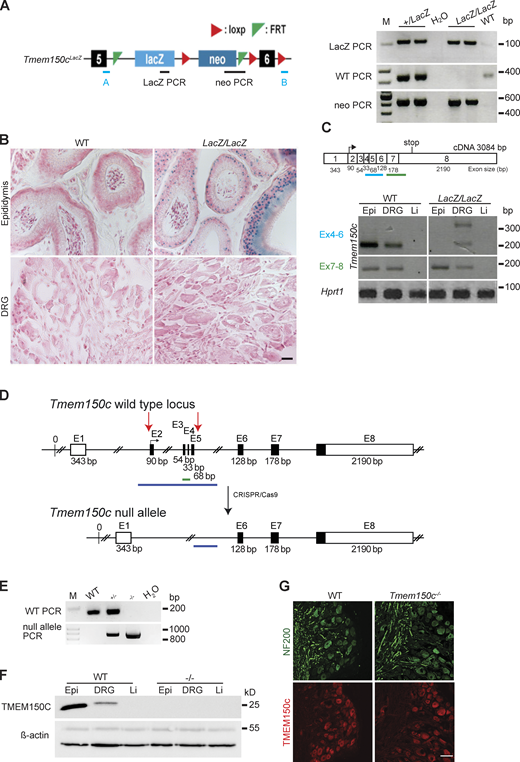 Generation and characterization of Tmem150c mouse models. (A) Left: Schematic representation of Tmem150c locus of the knockout first mouse (Ttn3LacZ), named here Tmem150cLacZ, generated by the trans-National Institutes of Health Mouse initiative knockout Mouse project (https://www.komp.org) containing a LacZ cassette and a neomycin cassette with a stop codon inserted between exons 5 and 6 and resulting in a frame shift. Right: Representative gels showing PCR results for neomycin cassette, LacZ cassette, and WT bands. A and B primers (in blue) used for the amplification of the WT band. Genomic DNA from ear biopsies from WT, heterozygous, and homozygous mice were analyzed. M: DNA marker. (B) β-galactosidase staining (blue) of epididymis (positive tissue control) and DRG of Tmem150cLacZ/LacZ mice. Note the unexpected lack of staining in the DRGs of Tmem150cLacz/LacZ mice. WT tissues used as negative control. Scale bar = 20 μm. (C) Top: Schematic representation of Tmem150c cDNA (source ensemble Tmem150c-201) containing 8 exons (1–8) with the start codon located in exon 2 (2) and the stop codon located in exon 8 (8). Bottom: RT-PCR performed on cDNA prepared from tissues of WT mice and Tmem150cLacz/LacZ mice with the blue line indicating amplicon covering exon 4–6 (the targeted area of Tmem150cLacZ allele) and the green line indicating amplicon covering the end of exon 6 to the beginning of exon 8. Note the presence of unexpected bands in DRG of the Tmem150cLacz/LacZ mice but the absence of bands in Epi and Li as expected. Hprt1 (housekeeping gene) is used as positive control for all tissues. Epi, epididymis (positive control); Li, liver (negative control). (D) Schematic representation of Tmem150c null allele generation using CRISPR/Cas9 technology: deletion of nucleotide sequence between the end of intron 1–2 and the beginning of intron 5–6. WT allele and null allele are shown: exon1 (E1) encodes the 5′ UTR and E8 the 3′ UTR (white box). Black box: coding sequence. (source ensemble ENSMUSG0000005064017). Red arrows indicate the location of gRNA sequences used for CRISPR/Cas9. (E) PCR performed on genomic DNA from ear biopsies from WT, heterozygous, and homozygous mice are shown. The WT amplicon is represented by the green line in the scheme covering E3 and E4 (179 bp). The null allele amplicon is represented by the blue line producing an 886 bp fragment when the nucleotide sequence between intron 1–2 and intron 5–6 (3,039 bp in WT) is deleted as in the null allele. Note that this PCR fragment could amplify a 3,039 bp fragment in WT mice (see blue line), but this is not possible using the chosen PCR conditions. M: DNA marker. (F) TMEM150C protein expression using Western blot showing absence of TMEM150C protein in tissues from Tmem150c−/− mice. Epididymis (Epi, positive control) and liver (Li, negative control). β-actin was used as loading control. (G) Immunostaining performed on DRGs from WT and Tmem150c−/− mice using an antibody directed against the C-terminal part of TMEM150C (same as in F). Note that TMEM150C antibody labeled neurons in WT, but also in Tmem150c−/− mice. NF200 was used to label myelinated neurons. Scale bar = 50 μm. Source data are available for this figure: SourceData F2.