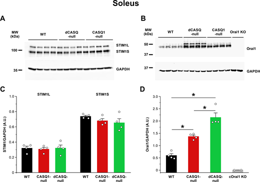 Western blot analyses of proteins that coordinate SOCE in soleus muscle. (A and B) Representative immunoblots showing expression levels of the long (STIM1L) and short (STIM1S) STIM1 splice variants (A) and Orai1 (B) in soleus muscle homogenates from WT (n = 4), CASQ1-null (n = 4), and dCASQ-null (n = 4) mice. For Orai1 expression, soleus muscles from constitutive, muscle-specific Orai1 KO (cOrai1 KO) mice were used as a negative control to validate the Orai1 antibody used. MW, molecular weight. (C and D) Relative band intensities (normalized to GAPDH) for each of the proteins shown in A and B. Data are shown as mean ± SEM. *, P = 0.0033, WT vs. CASQ1-null; *, P = 0.000017, WT vs. dCASQ-null; *, P = 0.0031, CASQ1-null vs. dCASQ-null. Source data are available for this figure: SourceData F4.