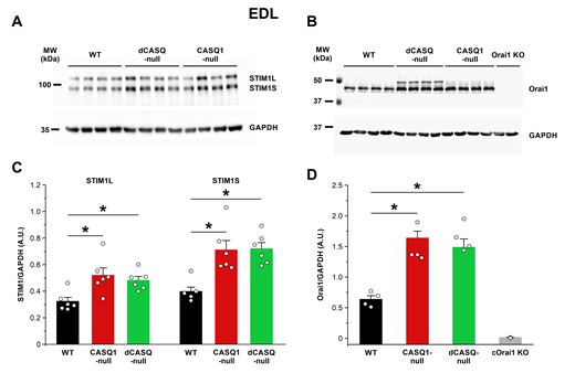 Western blot analyses of proteins that coordinate SOCE in EDL muscle. (A and B) Representative immunoblots showing expression levels of the long (STIM1L) and short (STIM1S) STIM1 splice variants (A) and Orai1 (B) in EDL muscle homogenates from WT (n = 6, C; n = 4, D), CASQ1-null (n = 6, C; n = 4, D), and dCASQ-null (n = 6, C; n = 4, D) mice. For Orai1 expression, EDL muscles from constitutive, muscle-specific Orai1 KO (cOrai1 KO) mice (n = 2) were used as a negative control to validate the Orai1 antibody used. (C and D) Relative band intensities (normalized to GAPDH) for each of the proteins shown in A and B. Data are shown as mean ± SEM. Statistical significance: C: *, P = 0.0095 and *, P = 0.002 for STIM1L and STIM1S, respectively, WT vs. CASQ1-null; *, P = 0.04 and *, P = 0.0016 for STIM1L and STIM1S, respectively, WT vs. dCASQ-null; D: *, P = 0.00093, WT vs. CASQ1-null; *, P = 0.00028, WT vs. dCASQ-null. Source data are available for this figure: SourceData FS3. Refer to the image caption for details.