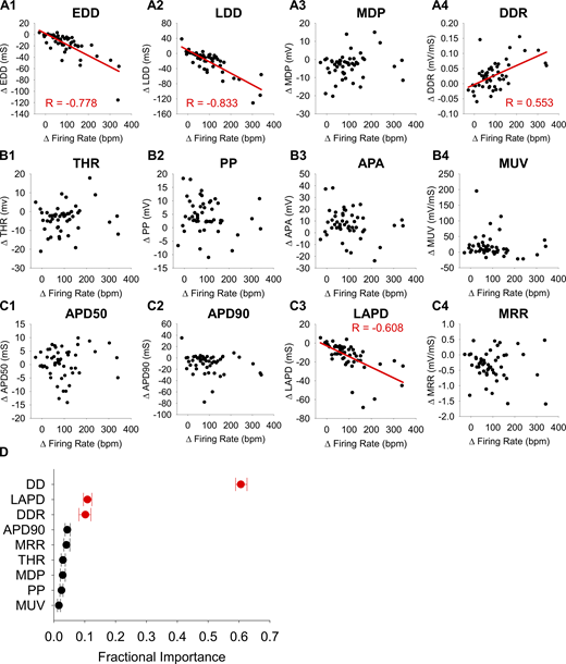 βAR stimulation accelerates AP firing by shortening the diastolic interval. (A1–E4) Correlation plots of the change in waveform parameters associated with diastolic depolarization (A1–A4), action potential upstroke (B1–B4), and action potential duration (C1–C4) versus the change in firing rate in SAMs between 1 nM and 1 µM Iso. Significant correlations are shown as a red line, and the Pearson correlation coefficient is noted. n = 50 for all cases. All correlation coefficients and details of statistical tests can be found in Table S1. (D) Average importance of changes to waveform parameters during βAR stimulation in predicting concomitant changes in AP firing rate as measured by random forest machine learning analysis. Variables that were significantly correlated with changes in firing rate in A–C are shown in red. Error bars show the minimum and maximum values obtained from the 100 forests modeled. Refer to the image caption for details.