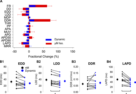 βAR stimulation of Ifsignificantly shortens LAPD and DD. (A) Average (±SE) fractional change (%) in sinoatrial AP firing rate and waveform parameters with perfusion of 1 µM Iso (red) or dynamic injection of βAR stimulated If (blue) compared to recordings in 1 nM Iso. (B1–B4) Average (+SEM) waveform parameters (EDD, LDD, DDR, LAPD) of cells in 1 nM Iso before (black) and after cell-scaled dynamic injection of βAR stimulated If (blue). Individual recordings are shown as small circles (n = 13 for all cases). Details of statistical tests can be found in Table S2.