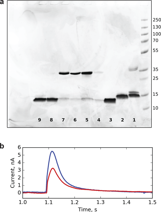 Comparison of NaK variant quantities used for SSME measurements. (a) SDS PAGE gel loaded with NaK variant proteoliposomes used for SSME measurements. 1, WT NaK full-length; 2, F92A NaK full-length; 3, F92A NaKΔ18; 4, WT NaKΔ18; 5, L61V NaKΔ18; 6, L61A NaKΔ18; 7, L61T NaKΔ18; 8, L35A NaKΔ18; 9, L35A/L61A NaKΔ18. (b) Comparison of SSME traces of a F92A NaKΔ18 sample (blue) and the same sample diluted 10-fold (red). Source data are available for this figure: SourceData FS13. Refer to the image caption for details.