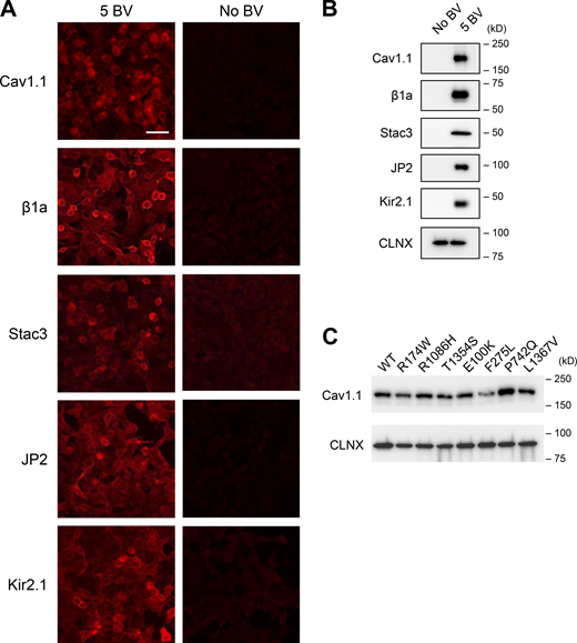 Expression of essential components for DICR machinery using VSV-G pseudotyped BV. (A) Immunofluorescent detection of Cav1.1, β1a, Stac3, JP2, and Kir2.1 in 5 BV (left) and No BV (right) cells. Cells were labeled with antibodies to each component, followed by Alexa594-labeled anti-mouse IgG. Scale bar, 20 μm. Note that red fluorescence was specifically observed with 5 BV cells. (B) Western blots of essential components. Lysates from No BV and 5 BV cells were separated by SDS-PAGE and probed with antibodies to each component. Calnexin (CLNX) was used as a loading control. (C) Western blot of Cav1.1 mutants. Lysates from 5 BV cells carrying WT, R174W, R1086H, T1354S, E100K, F275L, P742Q, and L1367V Cav1.1 were separated by SDS-PAGE and probed with anti-Cav1.1 antibody. Calnexin (CLNX) was used as loading control. Related to Fig. 1 A. Source data are available for this figure: SourceData FS1.