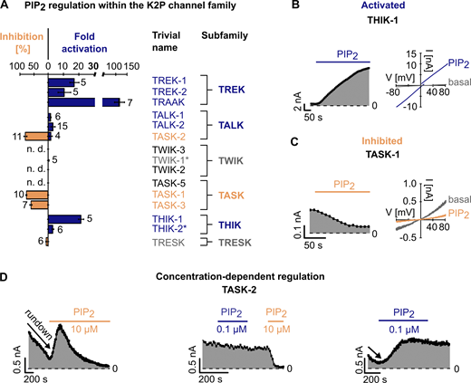 PIP2 regulation of K2P channels.(A) Fold activation (blue) and inhibition (percent; orange) of K2P channel currents by 10 µM PIP2 at +40 mV, measured in ramp protocols as shown in B and C. Insensitive channels are highlighted in gray. Number of independent experiments is indicated next to the bars. Data are summarized in Table S1. (B and C) Representative current traces (right) and analyzed currents at +40 mV plotted over time (left) of THIK-1 (B) and TASK-1 (C) channels measured in voltage ramps between −80 and +80 mV in excised inside-out patches of Xenopus oocytes using control bath solution and in the presence of 10 µM PIP2. (D) Analyzed TASK-2 currents at +40 mV plotted over time, measured as in B and C, using control bath solution and in the presence of 0.1 µM or 10 µM PIP2. Current rundown is indicated with an arrow. Low PIP2 concentration (0.1 µM) rescues current rundown (right) but produces no inhibition (middle); 10 µM PIP2 also rescues rundown if present (left) but leads to a subsequent inhibition of the channel. If no rundown is present, 10 µM PIP2 only leads to inhibition (middle). All data are presented as mean ± SEM. n. d., not determined. Refer to the image caption for details.