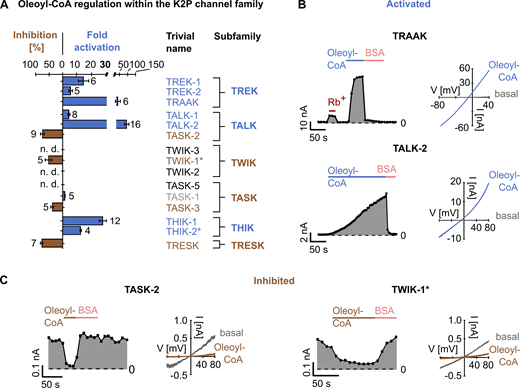Oleoyl-CoA regulation of K2P channels.(A) Fold activation (blue) and inhibition (percent; brown) of K2P channels at +40 mV by 10 µM oleoyl-CoA measured as in B and C. Insensitive channels are highlighted in gray. Number of independent experiments is indicated next to the bars. Data are summarized in Table S2. (B) Representative current traces (right) and analyzed currents at +40 mV plotted over time (left) of TRAAK and TALK-2 channels measured in voltage ramps between −80 and +80 mV in excised inside-out patches of Xenopus oocytes using control bath solution and in the presence of 10 µM oleoyl-CoA or 5 mg ml−1 BSA. (C) Representative current traces of TASK-2 and TWIK-1* channels measured and analyzed as in B. All data are presented as mean ± SEM. n. d., not determined. Refer to the image caption for details.