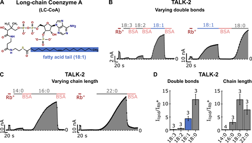 Physicochemical properties of LC-CoA esters required for activation of TALK-2 K2P channels.(A) Chemical structure of LC-CoA (oleoyl-CoA; 18:1). The fatty acid tail is shaded blue. (B) Analyzed current traces at +80 mV of TALK-2 channels measured in voltage ramps between −80 and +80 mV in excised inside-out patches of Xenopus oocytes using control bath solution and in the presence of 3 µM of LC-CoA esters with varying number and position of double bonds (18:0, 18:1, 18:2, 18:3) in the fatty acid tail of the molecule or 5 mg ml−1 BSA. (C) Analyzed current traces at +80 mV of TALK-2 channels, measured as in B, using control bath solution and in the presence of 3 µM LC-CoA esters with varying chain length (14:0, 16:0, 18:0, 22:0) of the fatty acid tail. (D) Fold activation of TALK-2 channels by LC-CoA esters with varying double bonds or chain lengths, measured as in B and C and normalized to the respective Rb+-activated current (red; B and C) at +80 mV. Data are summarized in Table S3. The average fold activation by Rb+ (IRb+/Ibasal) of TALK-2 WT channels is 12 ± 3 (n = 20). Number of independent experiments is indicated above the bars. All data are presented as mean ± SEM. Refer to the image caption for details.