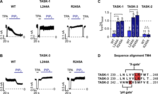 Mutations within the lower gate (X-gate) prevent PIP2 inhibition in TASK-1 and TASK-3 K2P channels.(A and B) Representative current traces of TASK-1 WT, L244A, and R245A mutant channels (A) and TASK-3 L244A and R245A mutant channels (B) measured at continuous +40 mV in excised inside-out patches of Xenopus oocytes using control bath solution and in the presence of 10 µM PIP2 or 1 mM tetrapentylammonium chloride (TPA), showing that mutations disrupting the lower gate render the channels insensitive to PIP2. (C) Fold change of TASK-1, TASK-3, and TASK-2 WT (light blue) and mutant (dark blue) currents analyzed at +40 mV in the presence of 10 µM PIP2 measured as in A and B, Fig. 1 D (middle panel), or Fig. S1 J. Number of independent experiments is indicated above the bars. Data are summarized in Table S4. (D) Sequence alignment of TM4 of TASK-1, TASK-3, and TASK-2 K2P channels. The lower X-gate in TASK-1 (TASK-3) and the region that forms the lower “pH gate” in TASK-2 are highlighted. Red boxes show the location of introduced mutations in the respective K2P channel. All data are presented as mean ± SEM. Data in C are analyzed by unpaired Student’s t test. P values are indicated. n. s., not significant.