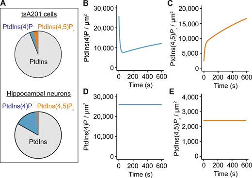 Computational model suggests altered enzymatic activity in hippocampal neurons to sustain a large PtdIns(4)P pool. (A) Comparison of in silico percentages of PtdIns, PtdIns(4)P, and PtdIns(4,5)P2 in tsA201 cells and hippocampal neurons. (B and C) Simulated evolution of PtdIns(4)P (B) and PtdIns(4,5)P2 (C) densities from starting conditions of 26,000 molecules/μm2 (PtdIns(4)P) and 2,400 molecules/μm2 (PtdIns(4,5)P2) by using rate constants of the Falkenburger mathematical model of phosphosinositide metabolism in tsA201 cells. (D and E) Simulated evolution of PtdIns(4)P (D) and PtdIns(4,5)P2 (E) densities in hippocampal neurons after adjustment of rate constants: increase of k_4K and decrease of k_5P (see details in Table S1).
