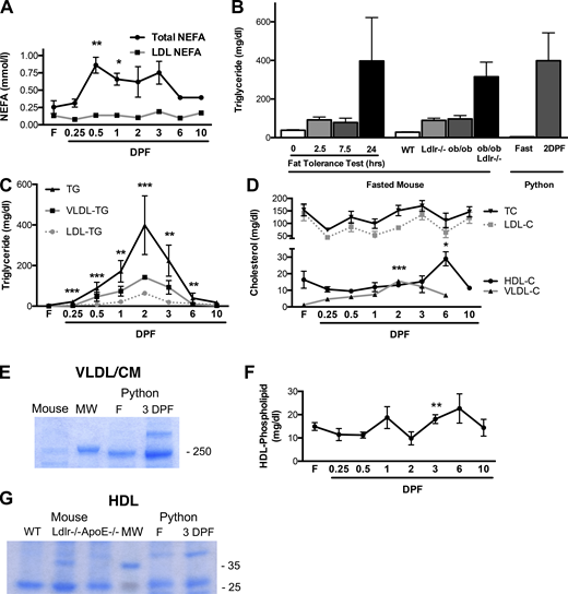 Postprandial hypertriglyceridemia.(A) Plasma NEFA levels, determined by colorimetric enzymatic assay. (B) Comparison of plasma TG in fasted/fed python, overnight fasted wild type mice at baseline and after a 0.75-ml bolus of corn oil delivered by oral gavage at 2.5, 7.5, and 24 h; and wild type, hypercholesterolemic Ldlr−/− or leptin-deficient obese (ob/ob) Ldlr−/− mice fasted for 6 h. (C and D) TG and cholesterol concentrations in plasma and isolated VLDL/chylomicron, LDL, and HDL fractions, determined by colorimetric enzymatic assays. (E) Coomassie-stained ApoB levels in the VLDL/chylomicron fraction of wild type C57BL/6 mice and pythons, determined by SDS-PAGE, or pre-stained molecular weight (MW) marker. (F) HDL phospholipid content in pythons, determined by colorimetric enzymatic assay. (G) Coomassie-stained HDL protein from fasted wild type, Ldlr, or ApoE knockout mice and fasted/fed pythons or MW marker. Data are represented as mean ± SD. n = 3/group. *, P ≤ 0.05; **, P ≤ 0.01; ***, P ≤ 0.001 versus fasted (F) or WT. Source data are available for this figure: SourceData F1. Refer to the image caption for details.