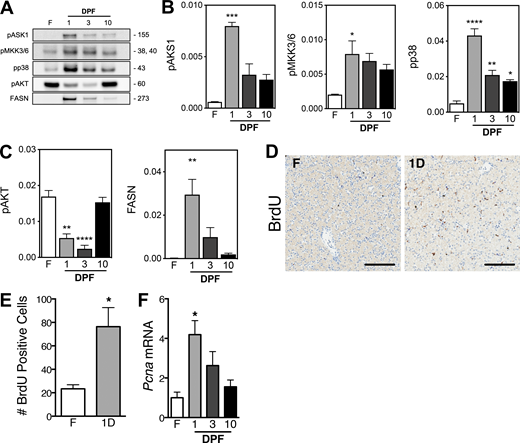Transient adaptive responses in the postprandial python liver.(A and B) Western blot analysis reveals normalized MAPK stress kinase activation of ASK1, MKK3/6, and p38. (C) Western blot analysis indicates normalized AKT deactivation and FASN activation. (D) Immunohistochemical staining for BrdU incorporation into fasted (F) and 1DPF (1D) python livers. Scale bar, 50 µM. (E) Quantification of BrdU-positive cell numbers per stained fasted and 1DPF python liver sections. (F) qPCR for normalized Pcna (proliferating cell nuclear antigen) mRNA expression in fasted and 1, 3, and 10DPF python livers. Data are represented as mean ± SEM. n = 3/group. *, P ≤ 0.05; **, P ≤ 0.01; ***, P ≤ 0.001; ****, P ≤ 0.0001 versus fasted. Source data are available for this figure: SourceData F5.