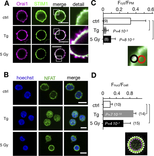 Calcium-dependent SOCE/NFAT pathway is activated by IR in naive T-lymphocytes. (A) Distribution of endogenous Orai1 (magenta, first column) and STIM1 (green, second column) in fixed PBMCs immunostained with secondary antibodies Alx488 and Alx647, respectively. A merge of the two channels is shown in the third column, with higher magnification of marked areas in the fourth column. The merge of untreated control cells additionally shows the nucleus stained with Hoechst DNA dye (blue). Images show cells that were fixed as untreated/nonirradiated control cells (ctrl, top row) and cells fixed 15 min after treatment with 2 µM Tg (second row) or after exposing cells to 5 Gy (third row). (B) Mean ratio (± SD, number of cells in brackets) of green fluorescence in ROI (inset image, red circle) in cytosol divided by fluorescence in ROI in direct vicinity over PM (black circle). Data from untreated control cells (ctrl) as well as cells exposed to 2 μM Tg or 5 Gy x rays 60 min after treatment. (C) Confocal images of PBMCs showing nucleus stained with Hoechst DNA dye (blue, first column) and endogenous NFATc2 (green, second column) stained with Alx488. Overlay of both columns is shown in third column. Cells were fixed immediately (untreated/nonirradiated control, top row), 15 min after 2 µM Tg Ca2+ store depletion (second row) or 60 min after x-ray exposure with 5 Gy (third/fourth row). All scale bars, 10 μm. (D) Mean ratio (± SD, number of cells in brackets) of GFP fluorescence in nucleus (inset image, magenta circle) divided by fluorescence of total cell (white circle). Statistical differences between treatments in B and D were analyzed by unpaired Student’s t test, and respective P values are given in the figure. Source data are available for this figure: SourceData F5.