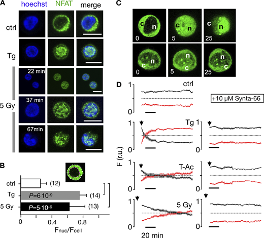 Nuclear translocation of Ca2+-dependent NFAT in Jurkat cells. (A) Confocal images of Jurkat cells in which nucleus was stained with Hoechst DNA dye (blue, first column) and endogenous NFATc2 immunostained with secondary antibody Alx488 (green, second column). The third column shows a merge of blue and green channels. Cells were fixed immediately in untreated/nonirradiated control cells (ctrl, first row), 15 min after 2 µM Tg Ca2+ store depletion (Tg, second row), or 15, 30, and 60 min after x-ray exposure with 5 Gy (three bottom rows). (B) Mean ratio (± SD, number of cells in brackets) of GFP fluorescence in nucleus (inset, magenta circle) divided by fluorescence of total cell (white circle). Statistical differences between treatments were analyzed by unpaired Student’s t test, and respective P values are given in the figure. (C) Live-cell imaging of nuclear import of transiently expressed NFATc2-GFP from cytosol (c) to nucleus (n) in Jurkat cells after stimulation with 2 μM Tg in absence (top) or presence (bottom) of 10 µM CRAC channel inhibitor Synta66. Numbers indicate time in minutes after treatment. (D) Kinetic analysis of NFATc2-GFP nuclear translocation from cytosol (black) to nucleus (red). Data are from confocal imaging of Jurkat cells in untreated control condition (crtl), with 2 µM Tg in 25 μl/ml activator (T-Ac), or after 5 Gy x-ray exposure (5 Gy). Data were obtained without (left) and with (right) 10 µM Synta66. Each time course diagram is the mean ± SE of ≥12 individually measured cells. Addition of Tg and T-Ac as well as time of x-ray irradiation are indicated by arrows in D. Relative fluorescence values for NFAT in cytosol (black) and nucleus are (red) were normalized to 1. Source data are available for this figure: SourceData F7.