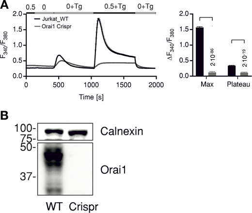 Knockout of Orai1 in Jurkat cells abolishes Tg induced Ca2+release. (A) Average traces showing changes in Ca2+cyt as indicated by fluorescence ratio (F340/F380) of ratiometric calcium dye Fura-2 over time in response to Tg-induced ER calcium store depletion and Ca2+ readdition by changing extracellular solutions as shown in the bar above. Measurements were done in control Jurkat cells (WT, black) or in cells where Orai1 was deleted (Orai1-Crispr, gray). The right panel shows quantification of maximum (Max) and steady-state (Plateau) changes in fluorescence ratio + SD from 135 to 176 cells measured in N = 3 independent experiments. Statistical differences between WT and Crispr cells were analyzed by unpaired Student’s t test, and respective P values are given in the figure. (B) Western blot analysis of cells measured in A showing deletion of Orai1 in Crispr-Cas9–treated cells. Source data are available for this figure: SourceData FS1.