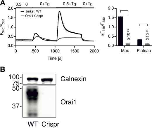 Knockout of Orai1 in Jurkat cells abolishes Tg induced Ca2+release. (A) Average traces showing changes in Ca2+cyt as indicated by fluorescence ratio (F340/F380) of ratiometric calcium dye Fura-2 over time in response to Tg-induced ER calcium store depletion and Ca2+ readdition by changing extracellular solutions as shown in the bar above. Measurements were done in control Jurkat cells (WT, black) or in cells where Orai1 was deleted (Orai1-Crispr, gray). The right panel shows quantification of maximum (Max) and steady-state (Plateau) changes in fluorescence ratio + SD from 135 to 176 cells measured in N = 3 independent experiments. Statistical differences between WT and Crispr cells were analyzed by unpaired Student’s t test, and respective P values are given in the figure. (B) Western blot analysis of cells measured in A showing deletion of Orai1 in Crispr-Cas9–treated cells. Source data are available for this figure: SourceData FS1.