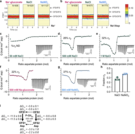 Two outward-facing substrate-binding states in P-GltPh(S279E/D405N). (a and b) FRET efficiency population histograms of P-GltPh in the presence of 500 mM sodium salts, in the absence (a) or presence (b) of 1 mM L-Asp. N is the number of molecules analyzed. Data shown are an aggregate of two independent experiments. Population contour plots are color-coded from tan (lowest population) to red (highest). Expected conformations according to EFRET values are indicated by arrows. (c–g) ITC experiments on P-GltPh at 15°C were performed at least twice on independently prepared protein samples with similar results. Insets show the thermal power with the corresponding scales. (c–e) Aspartate binding isotherms derived from the ITC experiments in the presence of different amounts of NaCl (green squares): 50 mM (c); 500 mM (d); and 1 M (e). The 50-mM data were fitted to the single-state model, with fitted Kd = 917 nM, ΔH = −2.3 kcal mol−1, and an apparent number of binding sites, n = 1.18. 500 mM NaCl and 1 M NaCl data were fitted to the two-state binding model. The 500-mM NaCl data gave the following fitted parameters for the two states: Kd, 1.3 and 60.8 nM; ΔH, −3.3 and −7.1 kcal mol−1; n, 0.64 and 0.22. The 1-M NaCl data: Kd, 0.5 and 27.4 nM; ΔH, −3.7 and −8.7 kcal mol−1; n, 0.77 and 0.38. (f and g) Aspartate binding isotherms were obtained in 500 mM Na-gluconate (f, red circles), or NaNO3 (g, blue triangles). All data were fitted to the two-state model. The 500-mM Na-gluconate data: Kd, 4.4 and 138.3 nM; ΔH, −2.3 and −5.5 kcal mol−1; n, 1.00 and 0.28. The 500-mM NaNO3 data: Kd, 0.9 and 34.3 nM; ΔH, −2.1 and −6.5 kcal mol−1; n, 0.62 and 0.37. (h) Comparison of the n2 fraction in 500 mM NaCl or NaNO3. Each point is an independent experiment. (i) Schematic representations of the conformational and binding equilibria obtained experimentally at 10°C and 15°C in 500 mM NaCl (solid lines) or inferred (dashed lines). The thermodynamic parameters were estimated under the assumptions that there are two nonexchanging binding states. Directions of the arrows indicate directions of the free energy changes, ∆G-s, shown. All values are in kilocalories per mole. Binding ∆G-s are from Tables S1 and S2. The free energy differences between sodium-bound OFSs were calculated from equilibrium constants Keq = n1/n2. Thin lines represent steps that are slow on the time scale of ITC experiments. Refer to the image caption for details.