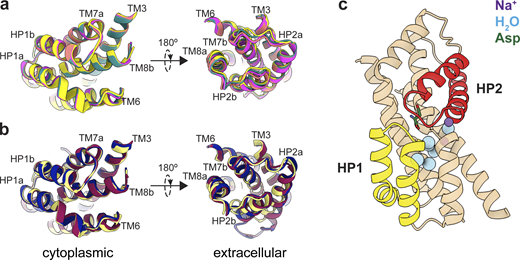 Mobility of transport domains helices. (a) Superimposition of transport domains from Data S1. A1 is salmon, A3 is teal, A6 is yellow, and A7 is magenta. (b) Superimposition of crystal structures of substrate-bound (PDB accession no. 2NWX; light yellow), TBOA-bound (PDB accession no. 2NWW; dark blue), and Na+-bound (PDB accession no. 7AHK; maroon) GltPh. The domains were superimposed on HP1 and TM7a (residues 258–309). The views are from the intracellular (left) and extracellular (right) sides of the transport domain. (c) Cartoon representation of the transport domain resolved in the equilibrated Data S2 after refinement in C3. Resolved waters are shown as blue spheres. Sodium ions are purple spheres, the substrate is green, HP1 is yellow, and HP2 is red. Refer to the image caption for details.