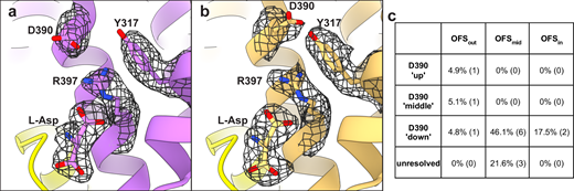 Multiple rotameric states of D390. (a and b) Cartoon representations of OFSout classes with down (a) and up (b) D390 rotamers. The mesh objects are density maps contoured at 4 σ; only densities within 1.5 Å of labeled residues are displayed for clarity. HP1 is in yellow, and HP2 was removed for clarity. (c) Percentage of particles (total = 1,623,456) that classified into certain D390 rotamers. Numbers in parentheses represent the number of 3-D classes, further detailed in Fig. S9 and Table S6.