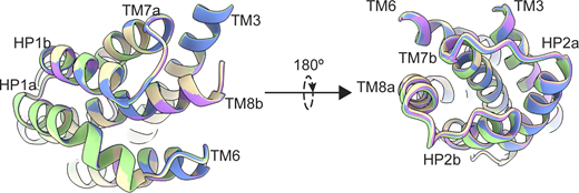 P-GltPhat equilibrium does not have mobility in extracellular helices. Transport domains were superimposed on HP1 and TM7a (residues 258–309). Superimposition of transport domains from Data S2. OFSout (D390 down) is purple, OFSout (D390 up) wheat, OFSmid green, and OFSin blue. The views are from the intracellular (left) and extracellular (right) sides of the transport domain.