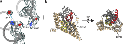 Effects of mutations on P-GltPh. (a) Close-up view of S279 mutation. The model and density map are from Data S2 refined in C3 (PDB accession no. 7RCP). A water molecule replacing Na1 and coordinated by D405N is emphasized as a red ball. Hydrogen bonds are displayed using hbond in ChimeraX. (b) Cartoon representation of a protomer viewed in the membrane plane (left) and from the extracellular space (right), showing S279E points away from the transport domain. Refer to the image caption for details.