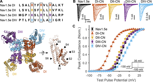 Impact of neutralizing VSDs on channel activation. (A) Top: Sequence alignment of the S4 voltage-sensing helices across domains I–IV of mNav1.5e. Outlined in black are the gating charges that were neutralized to glutamine in the CN mutants. Bottom: Top-down view of the structure of Nav1.5 from Jiang et al. (2020). To the right is a side view of domain I with the various transmembrane α helices annotated. Gating charges corresponding to those outlined in black boxes in the top of the panel are annotated as balls in the structure. (B) Representative traces of ionic currents corresponding to WT Nav1.5e (cell 20170418c2) and mutant channels (DI-CN, cell 20180307c1; DII-CN, cell 20180316c1; DIII-CN, cell 20180712c3; DIV-CN, cell 20190318c3) in response to depolarizing voltage steps ranging from −110 to 35 mV, following a holding potential of −130 mV (−100 mV for WT), recorded in HEK-293T cells. A scheme of this voltage step protocol is displayed in the inset of C. (C) Normalized peak conductance of WT and mutant channels. Inset: Voltage-step protocol used to assess channel activation. Solid lines are fitted Boltzmann curves. Parameter values are reported in Table S1. Similar data from adult Nav1.5 (mH1) is shown in Fig. S1. Refer to the image caption for details.