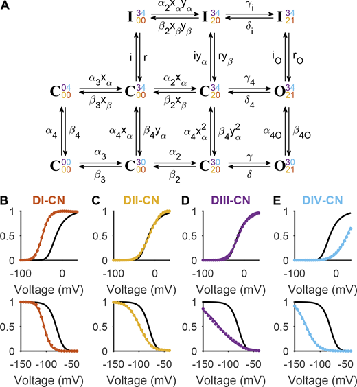 A new gating scheme in which both DIII and DIV are necessary for inactivation. (A) A kinetic model, referred to here as Gating Scheme II. The state C0000 represents the channel when all four voltage sensors are in their resting positions. The rightward transitions reflect the movement of the DIII voltage sensor, followed by DII, and finally DI. These three movements are sufficient to allow the channel to conduct. The transition from the bottom to middle row reflects DIV movement, while the transition from the middle to top row reflects binding of the inactivation motif. See main text for a full description of the model. (B) The G/V (top) and SSI (bottom) curves of Gating Scheme II when parameterized with values reported in Table S4 (black). See Fig. S4 for a full comparison between model outcomes and Nav1.5e data. In red are the model outcomes when the charges associated with DI movement (γ, γi, γ4, δ, δi, and δ4) were reduced and the intrinsic rates varied to reproduce DI-CN data. (C) DII-CN mutant data were reproduced by targeting parameters α2 and β2. (D) DIII-CN mutant data were reproduced by targeting parameters α3 and β3. (E) DIV-CN mutant data were reproduced by targeting parameters α4, α4O, β4, and β4O. Parameter values for all four CN models are reported in Table S5. Refer to the image caption for details.