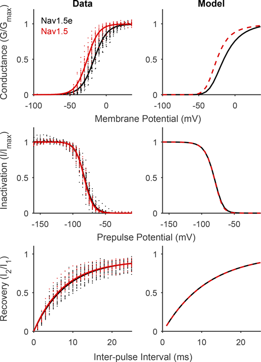 Manipulating intrinsic DI kinetics in Gating Scheme II reproduces differences between Nav1.5 and Nav1.5e. Left: Comparison of G/V (top), SSI (middle), and recovery from inactivation (bottom) of Nav1.5e (black) and adult Nav1.5 (red). Solids lines represent Boltzmann fits. Data from Mancino et al. (2022). Right: Output of Gating Scheme II fitted to Nav1.5e data (black) and after DI movement was facilitated by increasing rates γ and γi threefold (red). Exact parameter values for Nav1.5 model are presented in Table S5. Refer to the image caption for details.