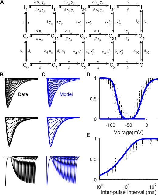 Gating Scheme I fitted to Nav1.5e data. (A) A kinetic model of Nav gating adopted from Capes et al. (2013), referred to here as Gating Scheme I. Horizontal transitions from left to right represent the nonspecific movement of DI–III, followed by pore opening. Vertical transitions from bottom to top represent the movement of DIV followed by the movement of the inactivation gate. (B) From top to bottom, averaged currents recorded from WT Nav1.5e channels during the activation protocol (as in Fig. 1), inactivation protocol (currents elicited by a test pulse to −10 mV, following a conditioning pulse ranging from −160 to −5 mV), and recovery from inactivation protocol (currents elicited by a test pulse of −10 mV, following a holding potential of −10 mV and a hyperpolarizing interpulse of −100 mV lasting 1–150 ms). (C) Model outputs of Gating Scheme I parameterized with the values in Table S2. (D) SSI (left) and G/V (right) curves computed from data (black) and model (blue). (E) Fraction of recovered current as a function of interpulse interval for the WT channel (black) and model (blue). Refer to the image caption for details.