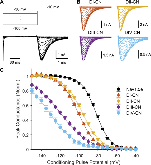 Impact of neutralizing VSDs on channel inactivation. (A) Top: Voltage-step protocol used to assess SSI. Conditioning pulses ranging from −160 to −30 mV were applied prior to a test pulse to −10 mV. Bottom: Representative traces of ionic currents through WT Nav1.5e (cell 20170418c3) elicited by voltage protocol shown above. The time scale during the test pulse is slowed (30:1 ratio) to show the dynamics of the current more clearly. (B) Representative traces of currents through the four CN mutants (DI-CN, cell 20180307c1; DII-CN, cell 20180316c1; DIII-CN, cell 20180712c3; DIV-CN, cell 20190318c3) following the test pulse to −10 mV. (C) Summary data corresponding to A and B, showing normalized peak current following the test pulse, as a function of the conditioning pulse voltage. Solid lines are fitted Boltzmann curves. Parameters are reported in Table S1. Refer to the image caption for details.