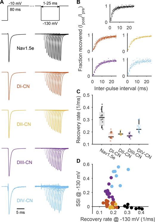 Neutralizing every voltage sensor in Nav1.5e slows recovery from inactivation. (A) Top: Voltage-step protocol used to assess recovery from inactivation. Conditioning pulse of −10 mV was applied for 80 ms to inactivate channels before stepping to a variable length recovery pulse at −130 mV. After an interpulse interval ranging from 1 to 25 ms, a −10-mV test pulse was applied to assess the fraction of recovered channels. Bottom: Representative traces of ionic currents through WT Nav1.5e and the four CN mutant channels. (B) Recovery curves of WT Nav1.5e and the four CN mutant channels. Color scheme is the same as in A. Recovery curves were constructed by computing the ratio of peak currents evoked by the conditioning pulse to those evoked by the test pulse following each interpulse interval. All CN mutants display slower recovery curves. (C) Recovery rates were determined by fitting each recovery curve to the equation, f(t) = Aexp(α1t) + (1 − A)exp(α2t) and were defined as αw = Aα1 + (1 − A)α2. See Table S1 for summary values. (D) The recovery rates determined from each cell are plotted against the amount of SSI at −130 mV. Even though all CN mutants have similar recovery rates at this potential, DIII- and DIV-CN display significantly more SSI.