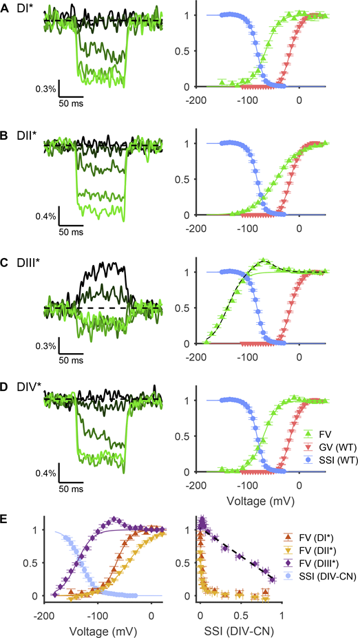 Voltage dependence of fluorescence from tagged VSDs. (A) Left: Representative fluorescence signals from a DI-tagged VCF construct (cell 20180510c2), recorded in Xenopus oocytes, in response to voltage steps of −140, −100, −60, −20, and +20 mV, shown by color from darkest to lightest hue. Right: Voltage dependence of normalized fluorescence change from baseline (green triangles). Solid green line is a fitted Boltzmann curve, parameters for which are reported in Table S3. Overlaid are the SSI (blue circles) and G/V curve (red inverted triangles) of WT Nav1.5e channels (Figs. 1 and 5). (B) Same as A, but for DII-tagged VCF constructs (representative traces from cell 20180512c1). (C) Left: Representative traces for DIII-tagged VCF constructs (cell 20180518c4) in response to voltage steps of −180, −140, −100, −60, and −20 mV. Right: The dashed black line is the sum of the solid green line plus the derivative of the solid green line from D. (D) Same as A, but for DIV-tagged VCF constructs (representative traces from cell 20180514c5). (E) Left: Light blue circles represent the SSI curve from DIV-CN mutants (Fig. 5) overlaid with the F/V relationship of VCF constructs DI*–DIII* (A–C). Right: Fluorescence change from baseline plotted against the SSI curve of DIV-CN. Line of best fit for DIII* versus DIV-CN SSI is shown as dashed black line (R2 = 0.97).