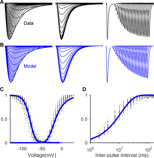 Gating Scheme II fitted to Nav1.5e data. Related to Figs. 9 and 10. (A) From left to right, averaged currents recorded from WT Nav1.5e channels during the activation protocol (as in Fig. 1), inactivation protocol (as in Fig. 5), and recovery from inactivation protocol (currents elicited by a test pulse of −10 mV, following a holding potential of −10 mV and a hyperpolarizing interpulse of −100 mV which lasted between 1–150 ms). (B) Model output of Gating Scheme II (Fig. 9) parameterized with the values presented in Table S4. (C) Steady-state inactivation (inverted triangles) and GV (square) curves of WT Nav1.5e channel (black) and model (blue). (D) Fraction of recovered current as a function of interpulse interval for the WT channel (black) and model (blue). Refer to the image caption for details.
