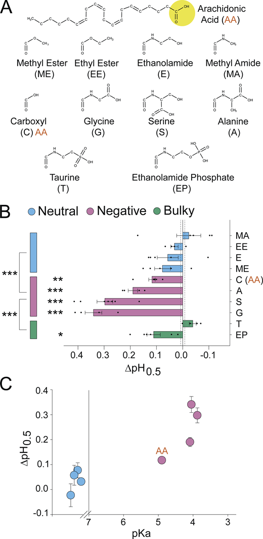 A negatively charged PUFA head group is critical for potentiation of ASIC3. (A) Structures of AA (top) and head groups (bottom) used to replace AA’s native carboxyl head group, creating the AA derivatives used in B and C. (B) Activation ∆pH0.5 values for ASIC3 in the presence of 10 µM of the indicated AA derivatives from A (n = 4–7 cells; data given in Table 1). Vertical dashed lines indicate SEM of control (n = 70 cells). (C) ∆pH0.5 values from B plotted as a function of the of the calculated pKa for the AA derivatives. Neutral head groups (blue) are plotted on a nonnumbered scale to the left of the break in x axis (at pKa = 7) representing that either they are permanently neutral or the pKa is sufficiently large that head groups remain neutral at all pH values tested (calculated pKa values are given in Table S2). All data given as mean ± SEM. Asterisks next to horizontal bars in B, post hoc Dunnett’s test; asterisks next to vertical bars in B, post hoc Tukey’s test. *, P < 0.05; **, P < 0.01; ***, P < 0.001 (see Materials and methods for details). Refer to the image caption for details.