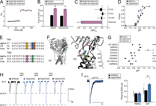 PUFA potentiation of ASICs is dependent on an arginine in the outer segment of TM1. (A) Time course of ASIC3 activations by repeated exposures to pH 6.6 from pH 8. Internal application represents 10 µM AG within patch pipette; this was followed by activations in the presence of 10 µM AG in the external solutions (n = 3 cells). (B) Plot showing desensitization rates for ASIC3 ± 10 µM internal AG before and after application of 10 µM external AG (n = 3 cells). ASIC3 measurements in the absence of internal AG are replotted from Fig. 4 for comparison. Rates are given as the time to reach 63% decay of the peak of current measured at pH 5.5. (C) ∆pH0.5 values of ASIC3 activation over time with 10 µM AG within the patch pipette. 0 min denotes the pH0.5 measured immediately after going whole-cell compared with control pH0.5 values (n = 3 cells). (D) pH dependence of activation for ASIC1a ± 10 µM DHA (pH0.5 = 6.43 ± 0.05, Hill slope = 2.3 ± 0.49, n = 7 cells for control; pH0.5 = 6.70 ± 0.02, Hill slope = 3.7 ± 0.88, n = 6 cells for DHA). (E) Sequence alignment for the extracellular segments of TM1 and TM2 for chicken ASIC1, rat ASIC1a, and rat ASIC3. Highlighted residues represent potential PUFA regulation sites. (F) Structure of chicken ASIC1 showing highlighted residues from E. Structure visualized using Chimera 1.12 and PDB accession no. 6VTK. (G) Activation pH0.5 values for ASIC mutants ± 10 µM DHA or 10 µM AG (n = 4–10 cells; data given in Table S1). WT ASIC3 values replotted from Fig. 3 for comparison. (H) Representative traces for a single cell showing currents evoked by pH 6.8 and pH 5.5 for ASIC3 with R64Q mutation before and after addition of increasing concentrations of DHA. (I) Left: Representative traces showing pH 5.5 evoked currents from ASIC3 with R64Q mutation ± 10 µM DHA. Right: Plot showing ASIC3 WT and ASIC3 with R64Q mutation desensitization rates ± 10 µM DHA (n = 6–10 cells). Rates are given as the time to reach 63% decay of the peak of current measured at pH 5.5. WT rates replotted from Fig. 4 for comparison. All data given as mean ± SEM. B, paired t test; C, post hoc Dunnett’s test; G, unpaired t tests between control and DHA measurement for each construct; I, post hoc Dunnett’s test in Fig. 4 for DHA and unpaired t test between R64Q ± lipid. *, P < 0.05; **, P < 0.01; ***, P < 0.001 (see Materials and methods for details).
