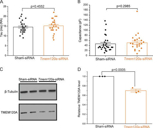 TMEM120A negatively regulates rapidly adapting mechanically activated currents in mouse DRG neurons. Data from Fig. 4 showing further analysis of Tmem120a-siRNA in mouse DRG neurons and knockdown confirmation in N2A cells. (A) Scatter plots and mean ± SEM for the inactivation time constant (tau) for rapidly adapting (RA) currents. Statistical significance was calculated with two-sample t test. (B) Scatter plots and mean ± SEM of capacitance for neurons displaying RA currents. Statistical significance calculated with the Mann-Whitney test. (C)Piezo1 deficient Neuro2A cells were transfected with Sham-siRNA or Tmem120a-siRNA for Western blot analysis as described in the methods section. Representative Western blot image with β-tubulin antibody application (top panel) and TMEM120A antibody application (bottom panel). (D) The ratio of TMEM120A band intensity to β-tubulin for each Western blot (three independent transfections) was normalized to Sham-siRNA, scatter plots, and mean ± SEM. Statistical significance calculated with two-sample t test. Source data are available for this figure: SourceData FS7.