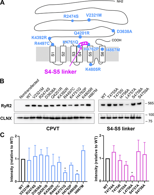 RYR2 mutations used in this study. (A) Location of mutations in the primary structure of RYR2. CPVT mutations (blue circles) were based on human disorders (see Table 1), whereas the mutations in S4–S5 linker regions (pink open circles) were artificial. (B) Representative Western blot of WT and RYR2 mutants expressed in HEK293 cells. Calnexin (CLNX) was used as a loading control. (C) Quantification of RYR2 protein expression in HEK293 cells (n = 6 each). Values were normalized to WT and are presented as the mean ± SD. *, P < 0.05. Note that the expression levels of K4751Q, K4805R, and L4757A were significantly lower than that of WT. Source data are available for this figure: SourceData F1.