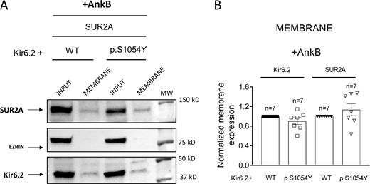 AnkB corrects the reduction of Kir6.2 and SUR2A membrane expression induced by the p.S1054Y SUR2A mutation. (A and B) Representative Western blot images (A) and densitometric analysis (B) of biotinylation assays showing the total (Input) or surface (Membrane) expression of Kir6.2 (37 kD) and SUR2A (120 kD) in cells expressing Kir6.2+SUR2A WT or Kir6.2+SUR2A p.S1054Y and co-transfected with AnkB. The cytosolic protein ezrin (81 kD) was used as a negative control. In B, each bar shows the mean ± SEM of the number of independent experiments indicated in the figure (unpaired t test). Source data are available for this figure: SourceData F10.