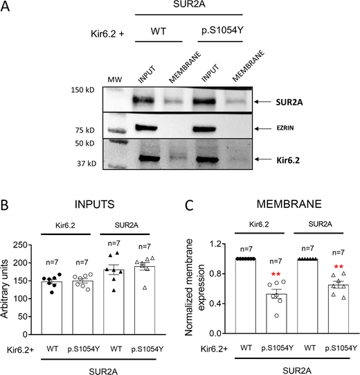 The p.S1054Y SUR2A mutation reduces Kir6.2 and SUR2A membrane expression. (A–C) Representative Western blot images (A) and densitometric analyses (B and C) of biotinylation assays showing the total (Input, B) or surface (Membrane, C) expression of Kir6.2 (37 kD) and SUR2A (120 kD) in cells expressing Kir6.2+SUR2A WT or Kir6.2+SUR2A p.S1054Y. The cytosolic protein ezrin (81 kD) was used as a negative control. In B and C, each bar shows the mean ± SEM of the number of independent experiments indicated in the figure, and each dot represents one experiment. **P = 0.001 for all comparisons vs. Kir6.2+SUR2A WT (unpaired t test). Source data are available for this figure: SourceData F6. Refer to the image caption for details.