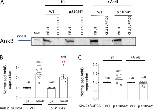 The p.S1054Y SUR2A mutation did not modify AnkB expression. (A) Representative Western blot images of biotinylation assays showing the total (Input) or surface (Membrane) expression of AnkB (220 kD) in cells expressing Kir6.2+SUR2A WT or Kir6.2+SUR2A p.S1054Y and co-transfected or not with AnkB. (B and C) Densitometric analysis of biotinylation assays showing the total expression of AnkB in cells expressing Kir6.2+SUR2A WT or Kir6.2+SUR2A p.S1054Y co-transfected or not with AnkB. In B, the AnkB expression measured in cells co-transfected with AnkB was normalized to that measured in AnkB non-transfected cells. In C, the AnkB expression measured in cells expressing p.S1054Y was normalized to the AnkB expression measured in cells expressing WT SUR2A. In B and C, each bar shows the mean ± SEM of the number of independent experiments indicated in the figure, and each dot represents one experiment. **P = 0.0001 and P = 0.0013 for cells expressing WT and p.S1054Y, respectively, together with AnkB vs. AnkB non-transfected cells (unpaired t test). Source data are available for this figure: SourceData F7. Refer to the image caption for details.