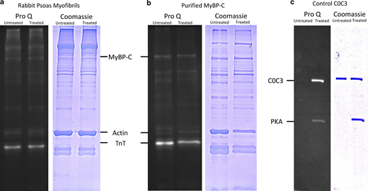 The effects of PKA treatment on skeletal myofibrils. (a) ProQ phosphostain- (left) and Coomassie-stained (right) images of myofibrils separated on SDS PAGE. (b) Purified MyBP-C samples similarly stained show no clear increase in ProQ staining after PKA treatment. (c) Control gel showing PKA activity on purified mouse C0C3, a ProQ clear band is seen post-PKA treatment, and the Coomassie gel confirms equal loading of protein sample. Untreated and PKA-treated samples are shown on left and right lanes, respectively, in all gels. Source data are available for this figure: SourceData FS4. Refer to the image caption for details.