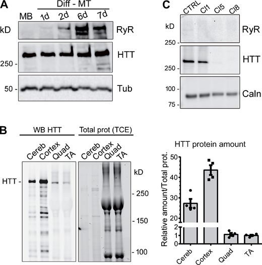 Western blot analysis of HTT protein. (A) Western blot analysis of immortalized human control myoblasts (MB) and after 1, 2, 6, and 7 d in differentiation medium (Diff-MT). The HTT protein is stably expressed in myoblasts or myotubes. The RyR1 protein expression level increases during differentiation. Tubulin is used as the loading control. (B) 5 µg mouse brain (cerebellum or cortex) was analyzed by Western blot, together with 50 µg mouse skeletal muscle (quadriceps, Quad; tibialis anterior, TA). HTT protein amounts (right) were normalized to the total protein amounts determined with TCE. Data are presented as mean ± SEM of four mice. (C) Western blot analysis of HTT amount in human immortalized myoblasts CTRL and clone 1-CRTL (Cl1), and in HTT-KO clone 5 (Cl5) and 8 (Cl8). Calnexin is used as the loading control. Source data are available for this figure: SourceData F1.