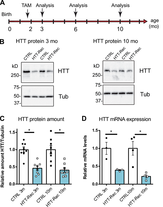The HTT-Rec mouse line. (A) Mice were injected with tamoxifen to induce the recombination at 6–8 wk of age and were analyzed at variable times thereafter (3, 6, and 10 mo of age). (B) Representative Western blots of HTT and tubulin in TA homogenates of two different CTRL and two different HTT-Rec mice at 3 and 10 mo. (C) Quantification of the relative amount of HTT protein compared with β-tubulin at 3 mo (P < 0.0001, HTT-Rec versus CTRL) and 10 mo (P = 0.0006, HTT-Rec versus CTRL) on eight mice in each group. (D) Real-time qPCR analysis of HTT transcript in quadriceps of CTRL and HTT-Rec mice at 3 mo (P = 0.0235, HTT-Rec versus CTRL) and 10 mo (P = 0.0074, HTT-Rec versus CTRL, n = 3–4 mice in each group), compared with β-actin, HPRT, and GAPDH as reference genes. The amount in CTRL littermate was set to 1. The quantification was performed using the ΔΔCt method. Graphs represent mean ± SEM. Statistical analysis: unpaired t test. Source data are available for this figure: SourceData F4. Refer to the image caption for details.