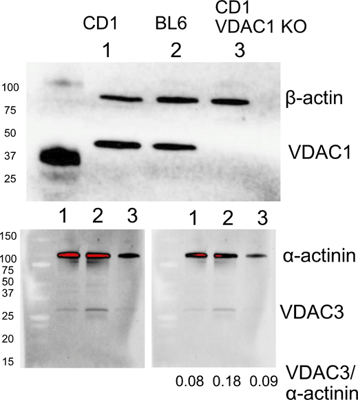 Vdac Western blots. Western blots of VDAC isoforms in (1) WT CD1/J6/129svJ myocytes, (2) WT BL6 myocytes, and (3) VDAC1-deficient CD1/J6/129svJ myocytes were performed as described previously using a radioimmunoprecipitation assay buffer optimized for cardiac myocytes (Deisl et al., 2019). A nonselective VDAC1/2 polyclonal antibody, 10866-1-AP (Proteomtec, 1:3,000 dilution), and a selective VDAC3 antibody, 55260-1-AP (Proteintech, 1:1,000), were employed. Either β-actin (mouse monoclonal, SAB1305554, 1:200 dilution; Sigma-Aldrich) or α-actinin was blotted as loading control (mouse monoclonal antibody, EA-53, 1:200 dilution; Sigma-Aldrich). All wells were loaded with 70 μg of protein, primary antibodies were incubated overnight (4°C), and secondary antibodies (Amersham ECL HRP-conjugated) were incubated at 24°C for 2 h (1:10,000 dilution). To calculate the ratios of VDAC3 to α-actinin accurately, the relative abundances of α-actinin were first determined using a low enough exposure to avoid saturation (red) with subtraction of neighboring baseline (lower right blot). A higher exposure was used to determine the relative abundances of VDAC3 with equivalent baseline subtraction (lower left blot). Then, the density of bands showing no saturation was determined in the two images with subtraction of the background, and the average ratio of densities between the images was calculated. Expression values for α-actinin from the right blot were multiplied by that ratio, and the final abundancy ratios given were calculated from the image-adjusted α-actinin and VDAC3 values obtained in the lower left blot. Source data are available for this figure: SourceData FS5. Refer to the image caption for details.