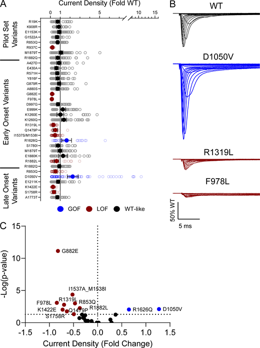 NaV1.2 variants alter whole-cell current density. (A) Average deviation of whole-cell sodium current density from WT NaV1.2A for population and disease-associated variants. Data are plotted as mean ± 95% CI. (B) Averaged whole-cell sodium current traces (not corrected for cell capacitance) for WT NaV1.2A, a GOF variant, D1050V, and two LOF variants, R1319L and F978L. Traces were normalized to the average peak WT current amplitude. (C) Volcano plot highlighting variants significantly different from WT. Red symbols denote variants classified as LoF and blue symbols denote variants classified as GoF based on current density significantly different from WT channels (n = 5–77). Data were collected from two to four separate 384-well automated patch clamp experiments, and statistical comparisons were performed using a Kruskal–Wallis test followed by Dunn’s post-hoc test for multiple comparisons. Exact P values are presented in Tables S3 and S4.